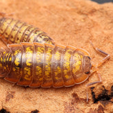 Porcellionides cf “Cinnacord” - A hypo variant of Porcellionides cf. “Big Pine Key”